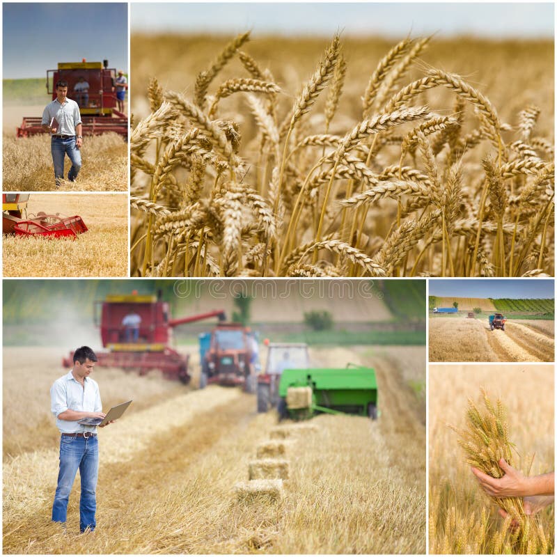 Harvesting stock image. Image of farmland, food, industrial 43838889