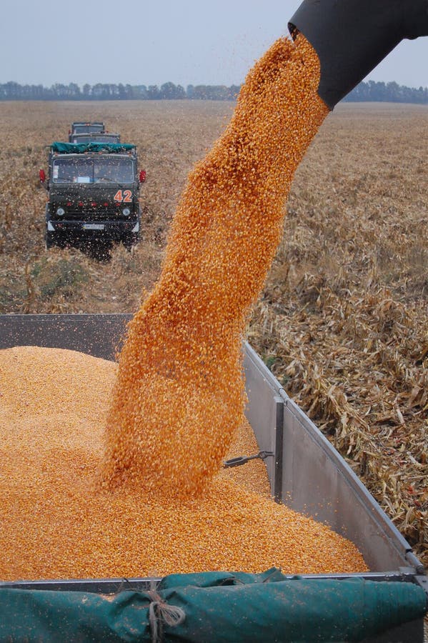 Harvesting corn