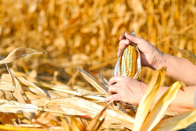 Corn Cob on the Ground after Harvest Stock Photo Image of field, ripe