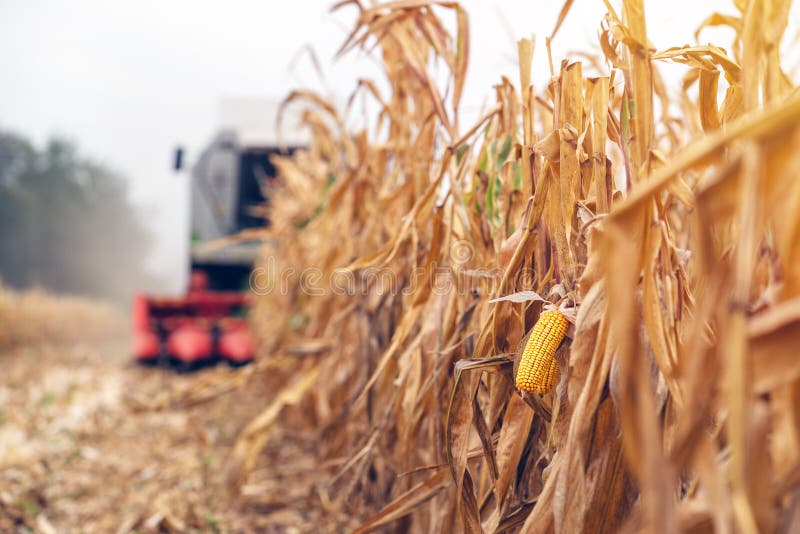 Harvesting corn crop field. Combine harvester working on plantat royalty free stock photos Harvesting corn crop field. Combine harvester working on plantat royalty free stock photos
