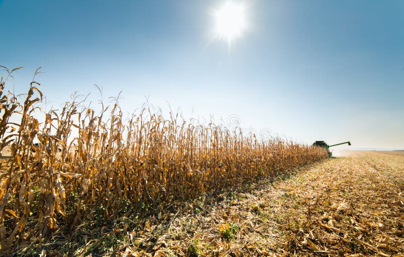 Harvesting of Corn Field with Combine Stock Image Image of harvest