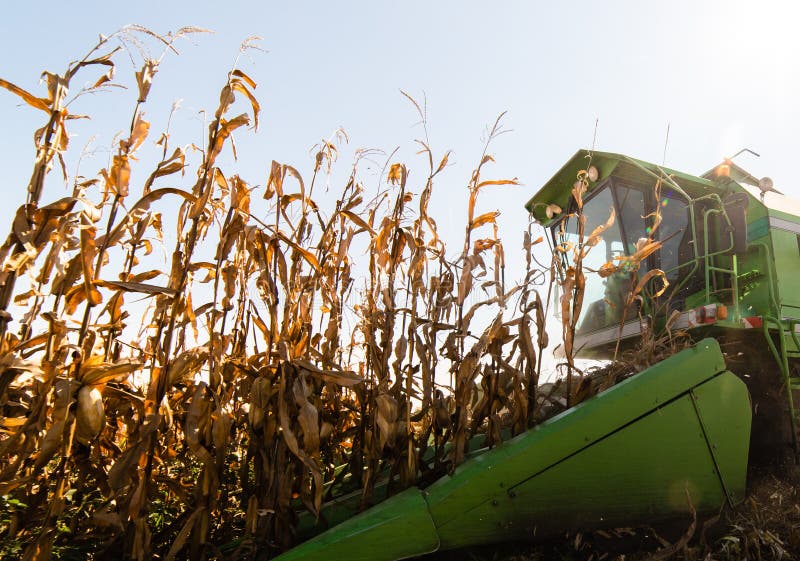 Harvesting of Corn Field with Combine Stock Photo Image of grain