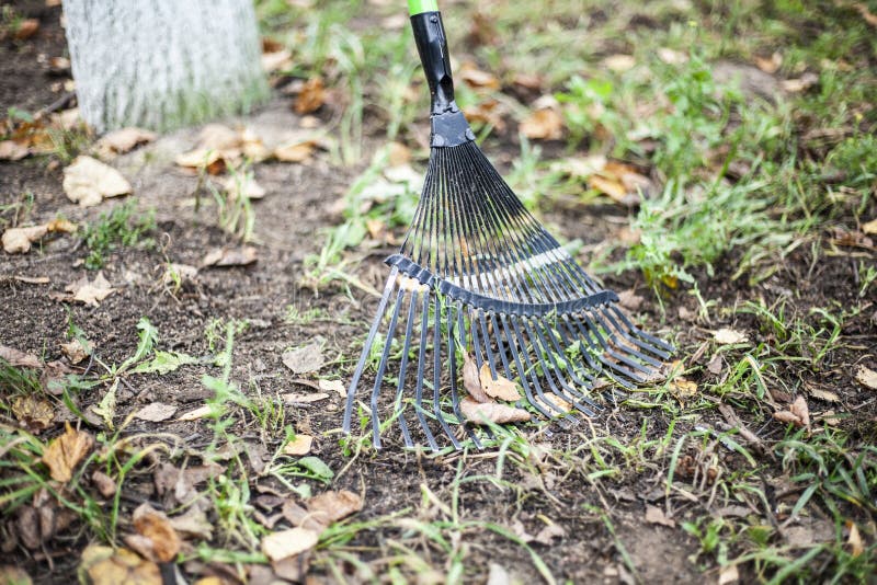 Harvesting Dry Leaves. a Bunch of Leaves in the Fall. Stock Image ...