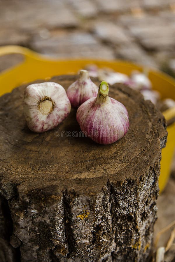 Harvesting, Drying and Processing Garlic on the Farm Stock Image