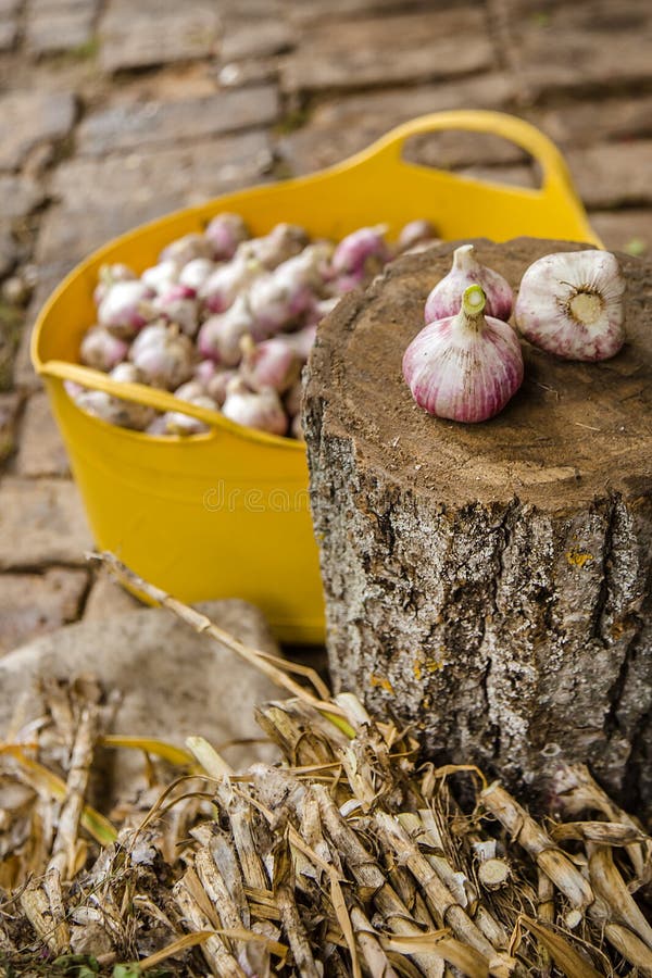 Harvesting, Drying and Processing Garlic on the Farm Stock Image