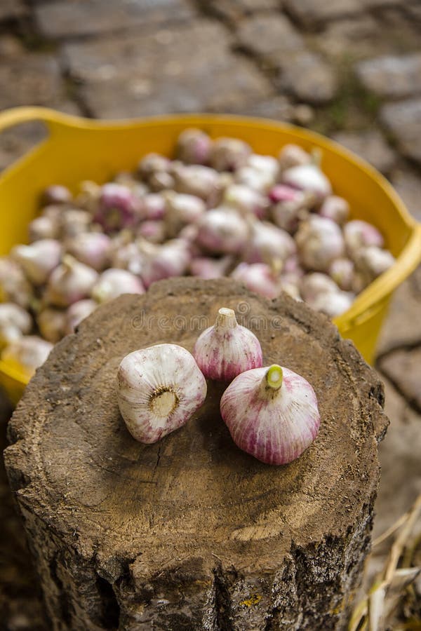 Harvesting, Drying and Processing Garlic on the Farm Stock Photo