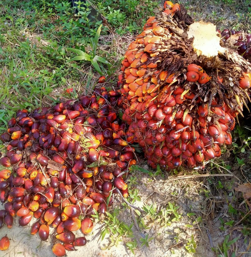 Harvesting Fresh Fruit Bunches is a Determinant of Good Oil Quality