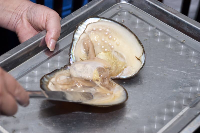 Harvesting Fresh Water Pearls From A Mussel Stock Image Image 21470661