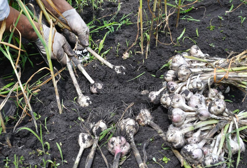 Harvesting Garlic Plantation Stock Photo Image of cloves, bulbs 20628568