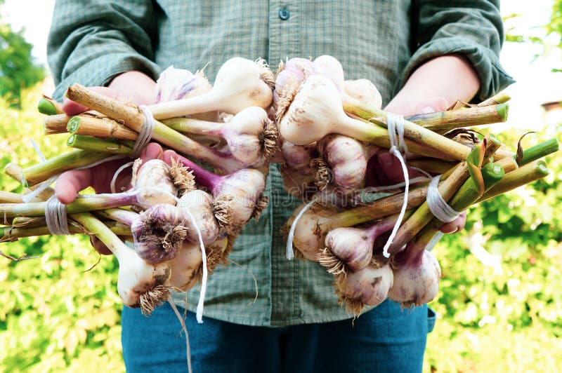 Harvesting garlic in the vegetable garden. Farmer with freshly picked vegetables in hands
