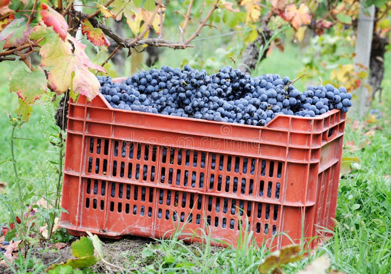 Harvesting grape stock photo. Image of ripe, plant, cutting 60246390