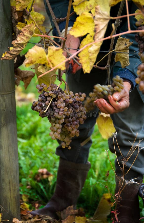 Harvesting Grapes for Wine stock image. Image of jurancon 4083323