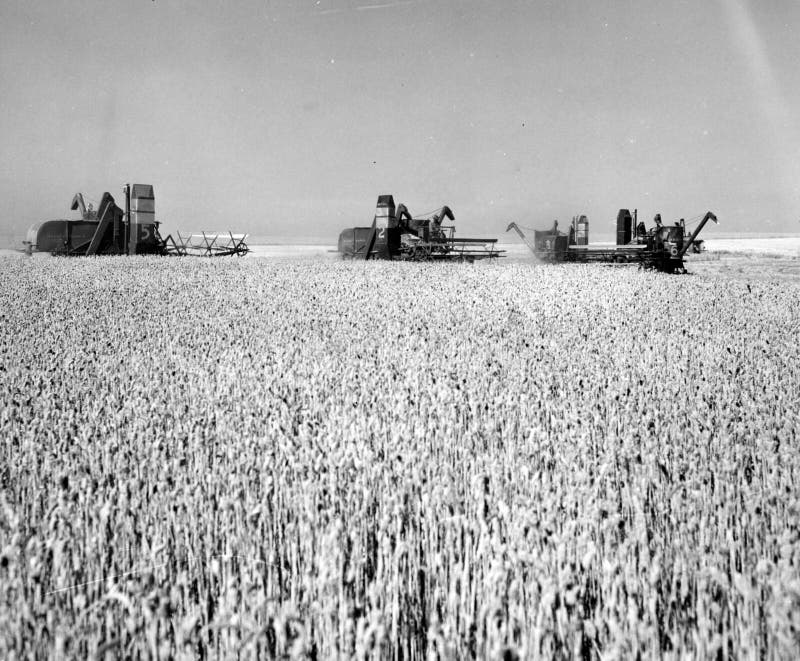 Harvesting Grass Seed Picture. Image 222396670