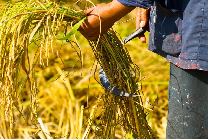 And harvesting by hand. stock photo. Image of farmland 17104718