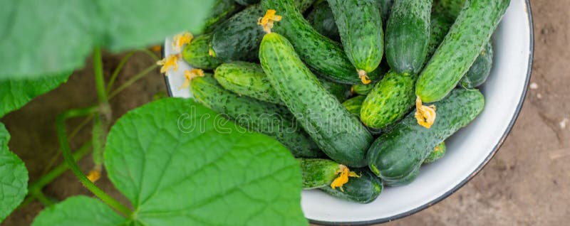 Harvesting homemade cucumbers. Selective focus. nature. food