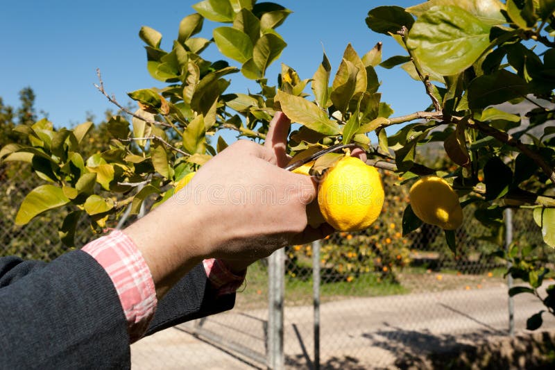 Harvesting lemons stock image. Image of mediterranean 23409607
