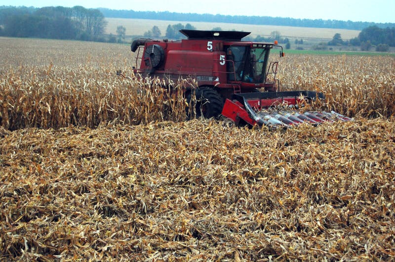 Harvesting mais