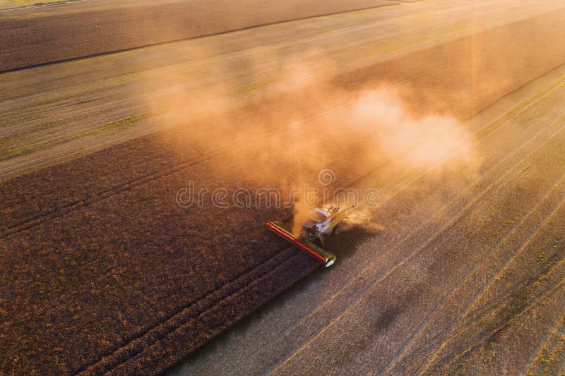 Harvesting oilseed rape in autumn field