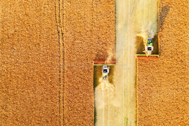 Harvesting oilseed rape in autumn field