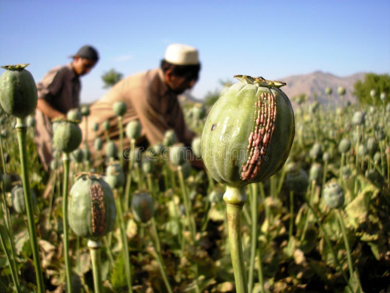 Harvesting Opium, East Afghanistan stock photo Harvesting Opium, East Afghanistan stock photo
