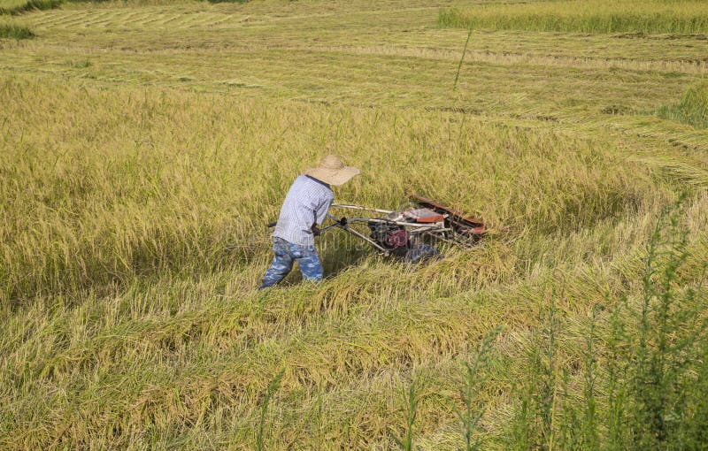 Harvesting paddy rice