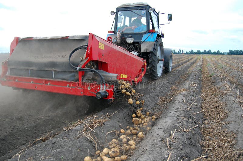 Harvesting potato