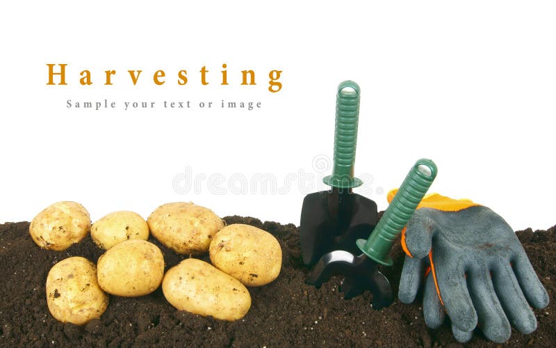 Harvesting. a Potato and Gardening Tools on Earth. Stock Image Image
