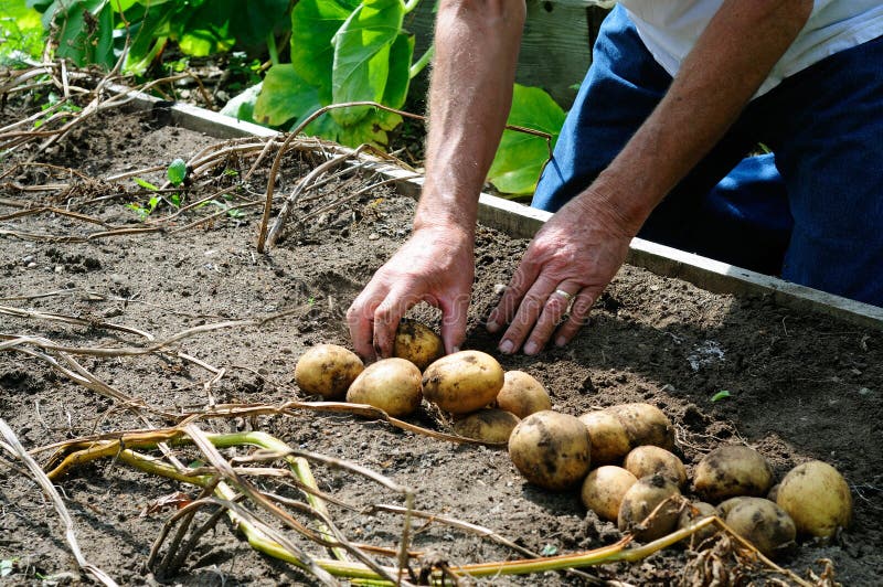 Harvesting Potatoes stock photo. Image of vegetables 16040038