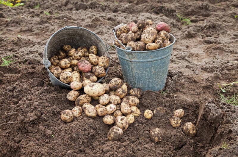 Harvesting potatoes stock image. Image of food, organic 21079525
