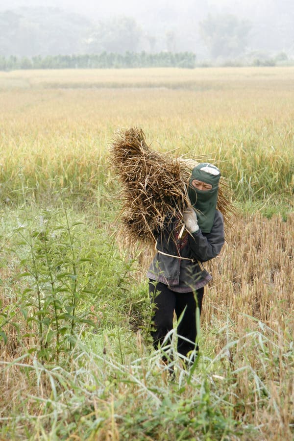 Harvesting rice