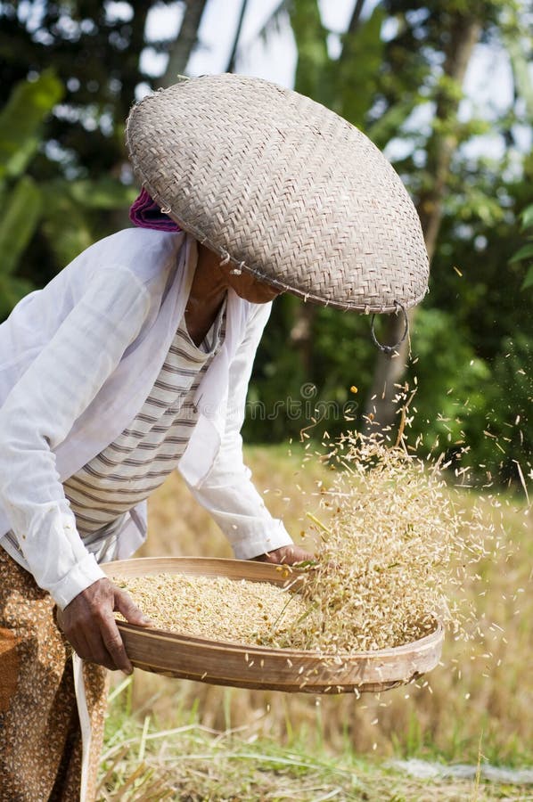 Harvesting rice