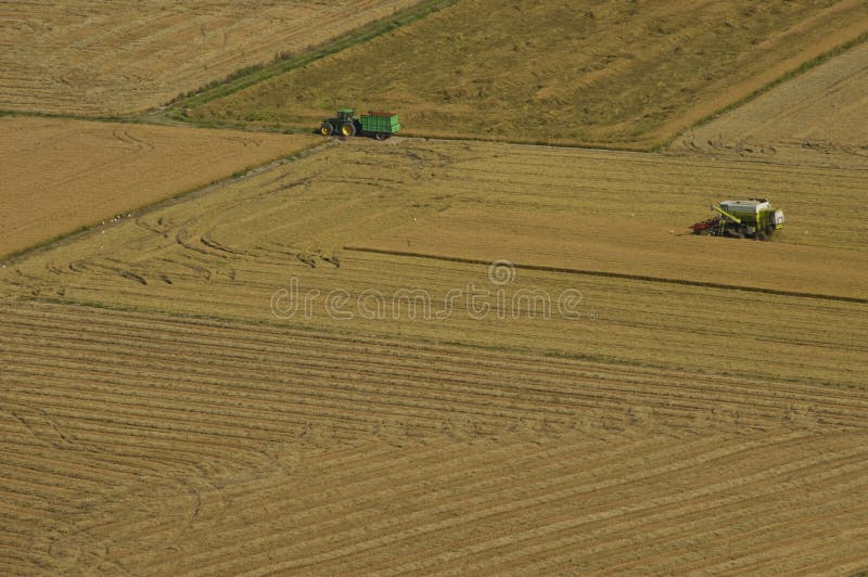 Harvester and tractor harvesting rice fields stock image Harvester and tractor harvesting rice fields stock image