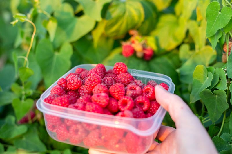 Harvesting Ripe Red Raspberries. the Farmer Puts the Berries in a Box