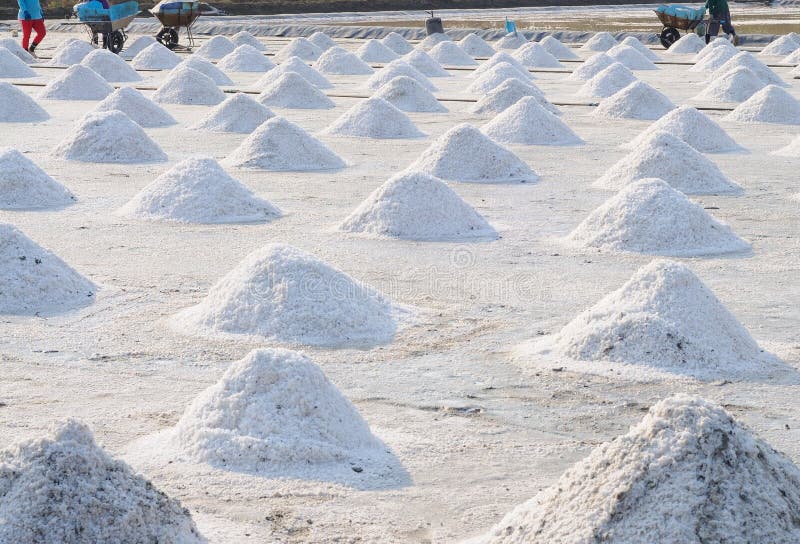 Harvesting Salt on Salt Beds Stock Image Image of fields, agriculture