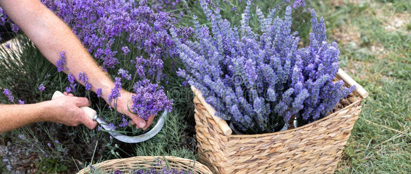 Harvesting season. Lavender bouquets and basket.