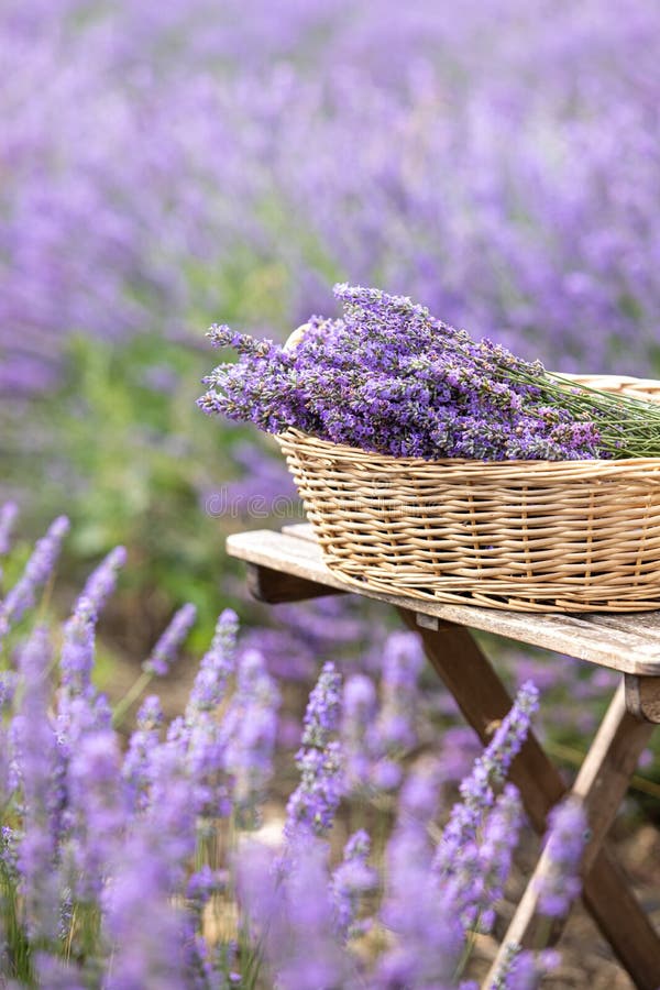 Harvesting season. Lavender bouquets and basket.