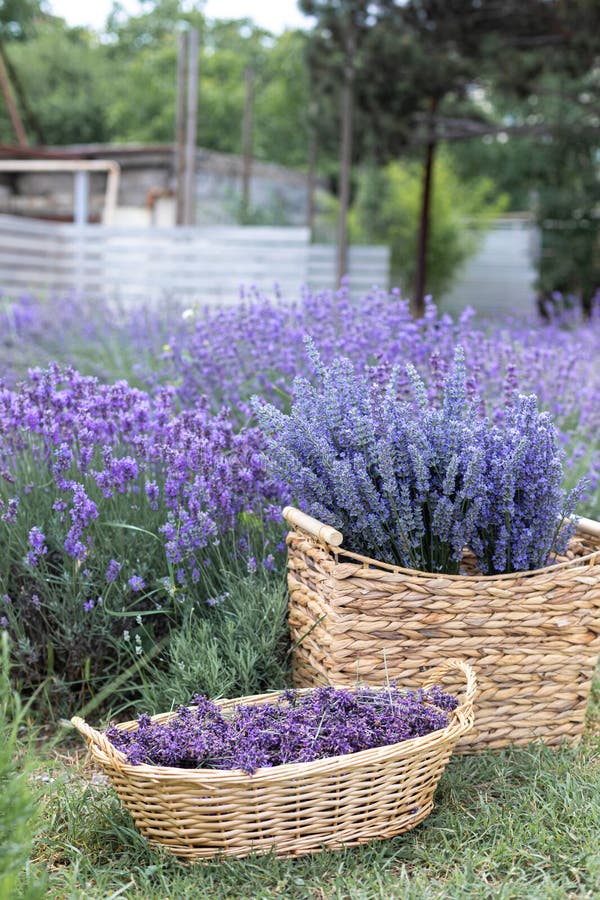 Harvesting season. Lavender bouquets and basket.