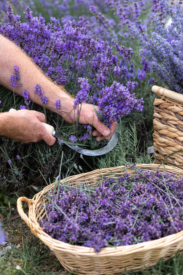 Harvesting season. Lavender bouquets and basket.