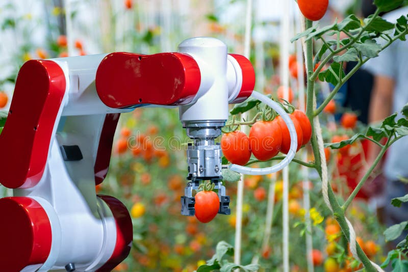 Smart Robotic Farmers Harvest In Agriculture Futuristic Robot