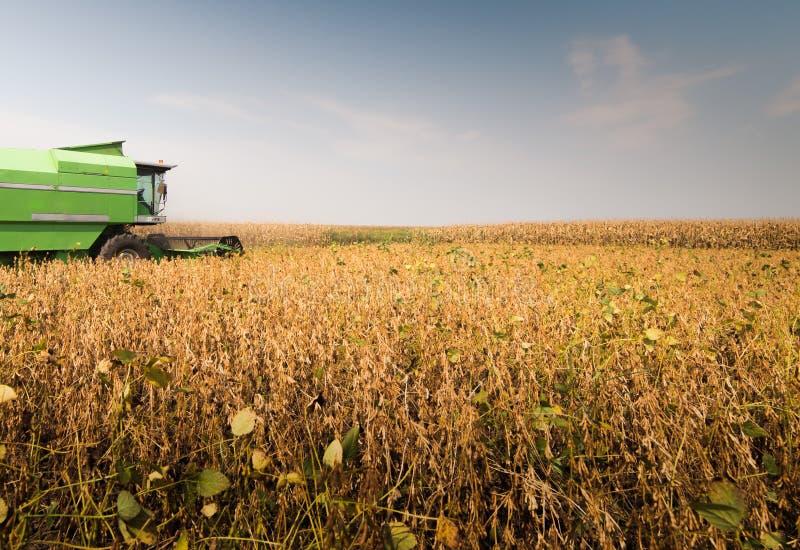 Harvesting of Soy Bean Field with Combine Stock Image Image of
