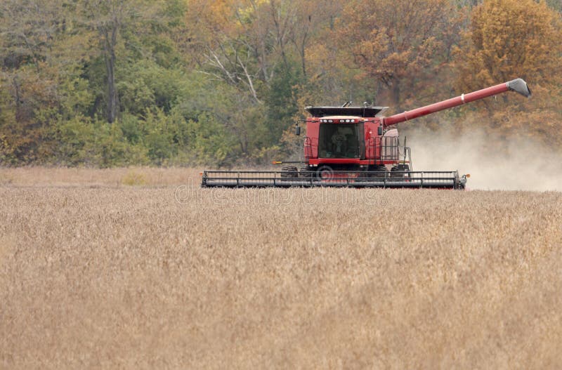 Harvesting Soybeans