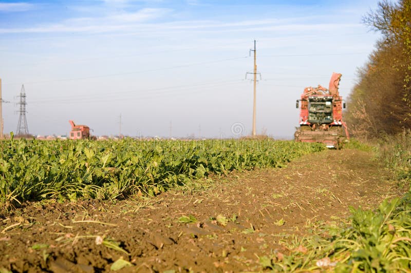 Harvesting Sugar Beet Field Machinery Height during Day Stock Photo