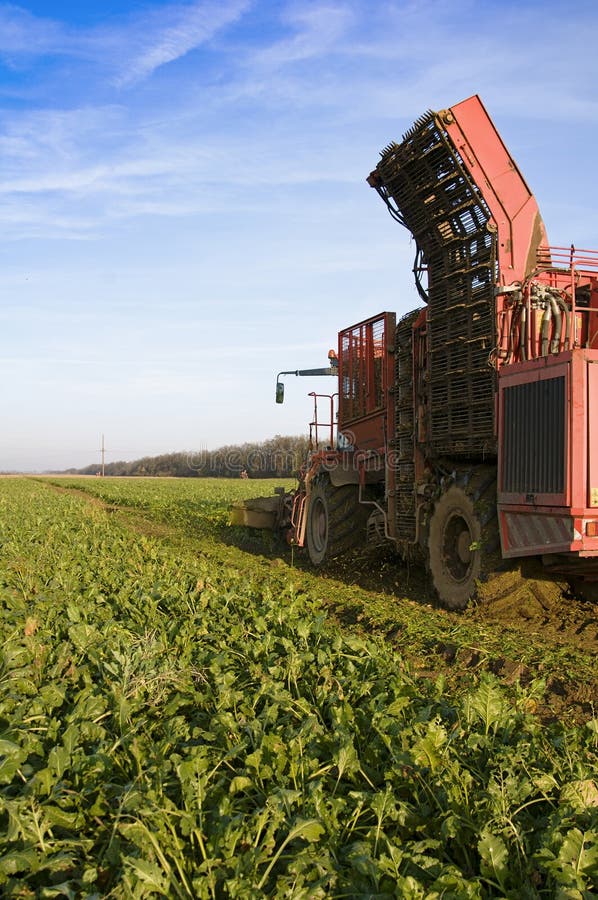 Sugar beets stock image. Image of ground, field, farm 55681541
