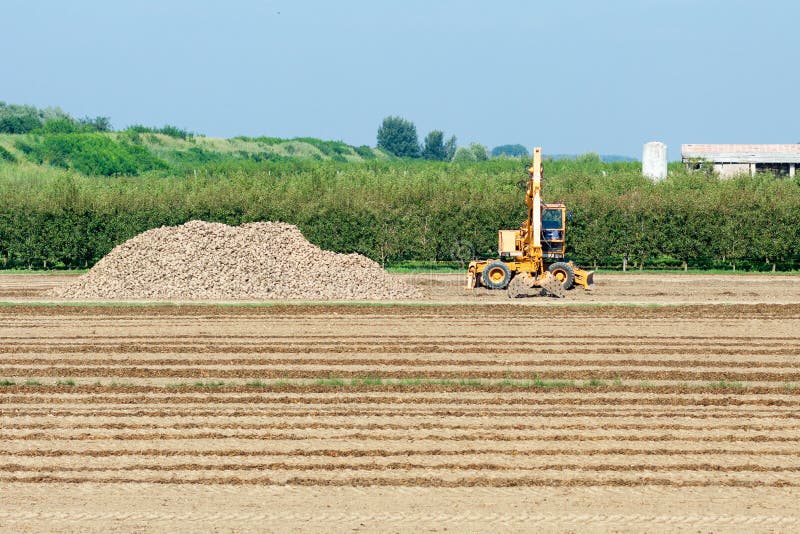 Harvesting Sugar Beets in Summer Stock Photo Image of blue, healthy