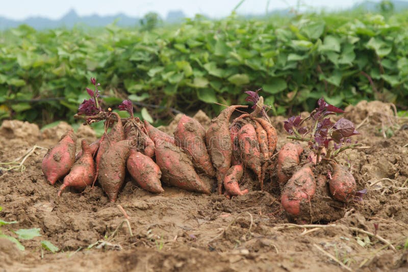 Harvesting Sweet Potato at Organic Farm Stock Image Image of