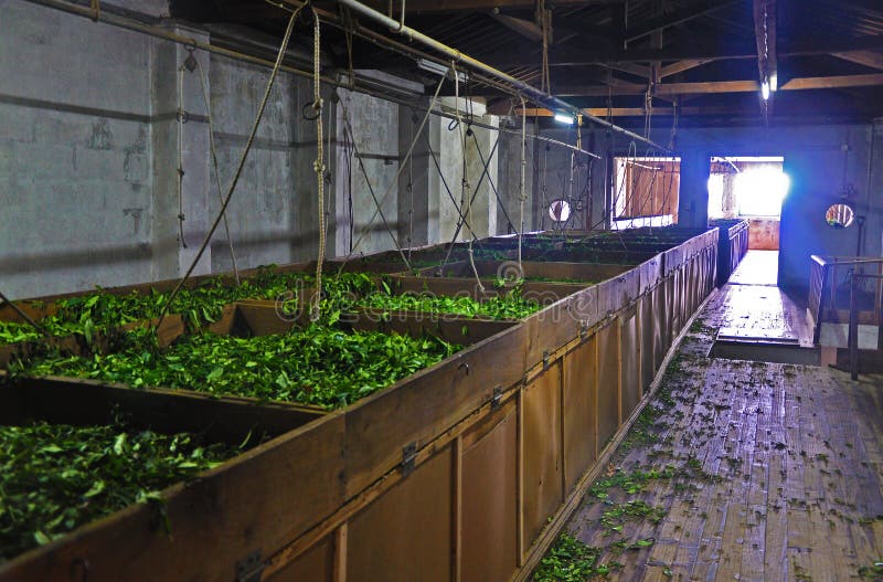 Harvesting Tea at the Tea Factory Stock Photo Image of manufacturing
