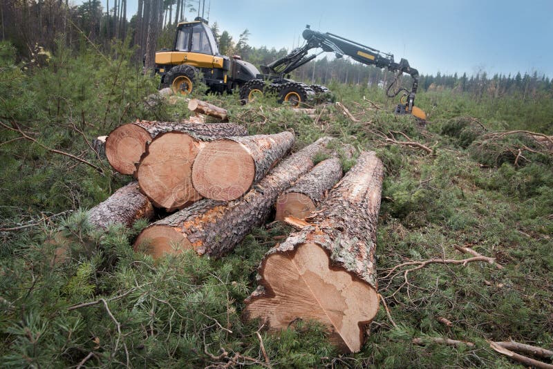 Harvesting timber