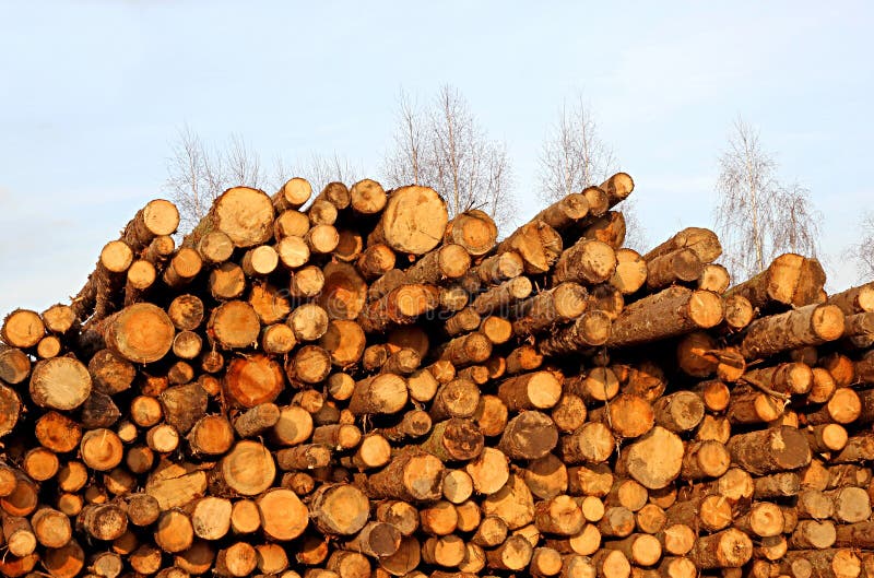 Harvesting Timber Logs In A Forest Stock Image Image of production