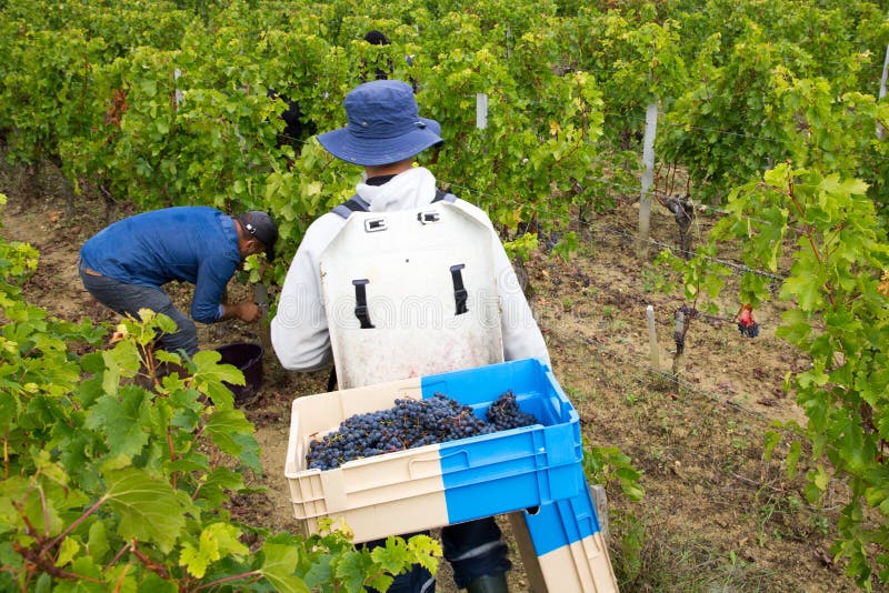 Harvesting time grape-picker carrying hod on his back