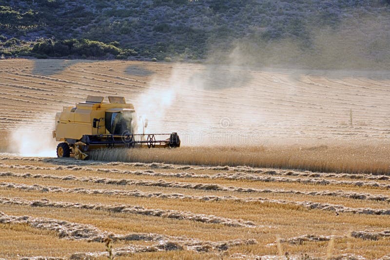 Harvesting Wheat